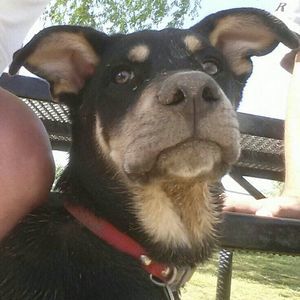 Meet your Posher, Dan